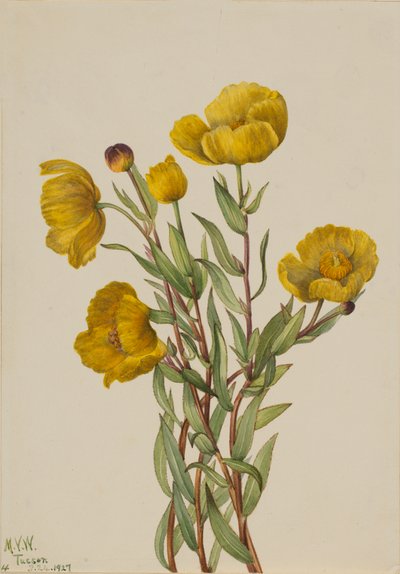 Bushpoppy Dendromecon rigidum ، 1927 بواسطة ماري فو والكوت