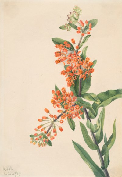 الفراشة الحشائش Ascelpias tuberosa ، 1919. بواسطة ماري فو والكوت