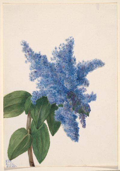 ليلك كاليفورنيا (Ceanothus thyrsiflorus) بواسطة ماري فو والكوت