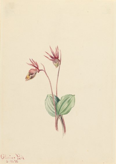 كاليبسو Cytherea bulbosa ، 1916. بواسطة ماري فو والكوت