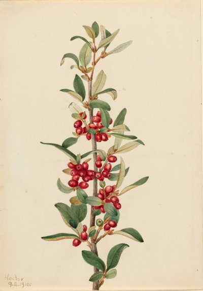 كندا بافالوبيري Lepargyrea canadensis ، 1916. بواسطة ماري فو والكوت
