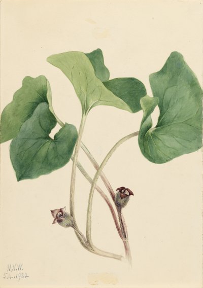 الزنجبيل البري الكندي (Asarum canadense) بواسطة ماري فو والكوت