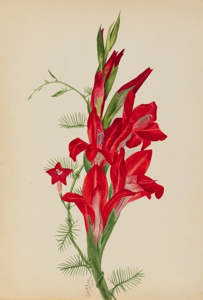 Cannas and Cypress Vine Canna and Ipomoea quamoclit، 1877. بواسطة ماري فو والكوت