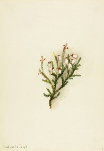 Cassiope Cassiope mertensiana ، كاليفورنيا. 1900-1905. بواسطة ماري فو والكوت