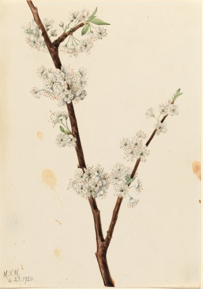 تشيكاسو بلوم (Prunus angustifolia) بواسطة ماري فو والكوت