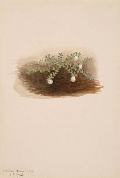 Chiogenes hispidula ، 1904. بواسطة ماري فو والكوت