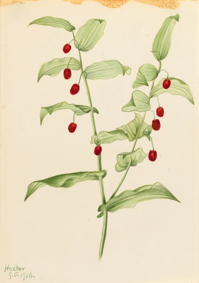 الساق الملتوية المشبكية الملتوية (Streptopus amplexifolius) بواسطة ماري فو والكوت