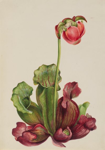 نبات القاذف الشائع Sarracenia purpurea venosa ، 1931. بواسطة ماري فو والكوت