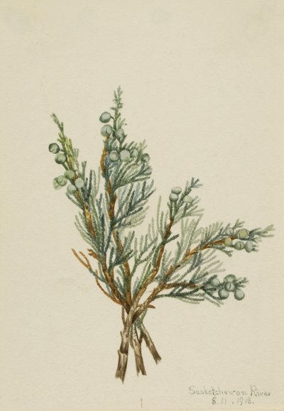 العرعر الزاحف (Juniperus horizontalis) بواسطة ماري فو والكوت