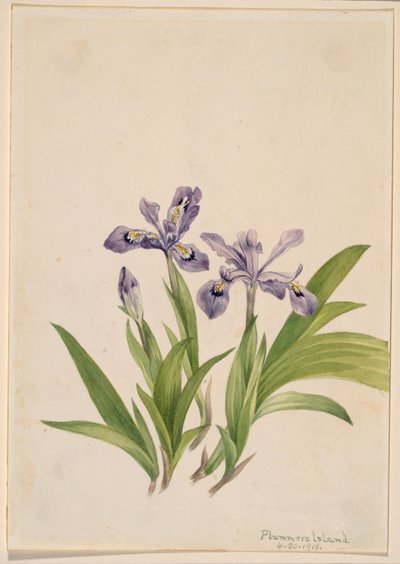 السوسن المتوج (Iris cristata) بواسطة ماري فو والكوت