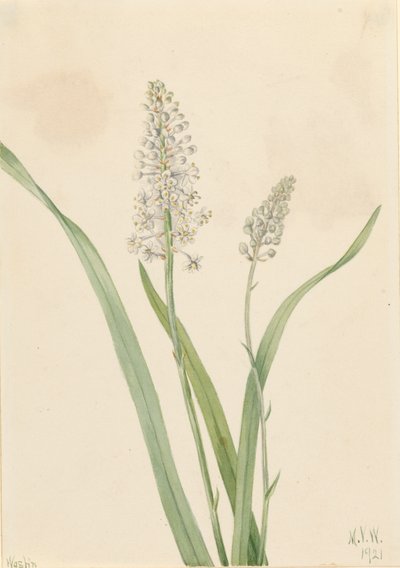Crowpoison Chrosperma muscaetoxicum ، 1921 بواسطة ماري فو والكوت