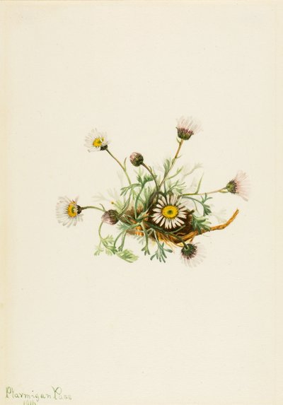 الرجلة البرغوثية المقطوعة الأوراق (Erigeron compositus) بواسطة ماري فو والكوت
