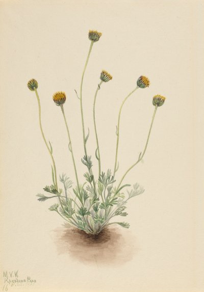 Cut Leaf Fleabane Erigeron عار ، 1921 بواسطة ماري فو والكوت
