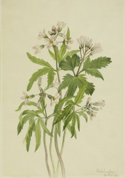 Cut Toothwort Dentaria laciniata ، 1918. بواسطة ماري فو والكوت
