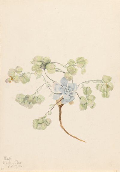 ضعف Bladderpod Physaria didymocarpa ، 1920. بواسطة ماري فو والكوت