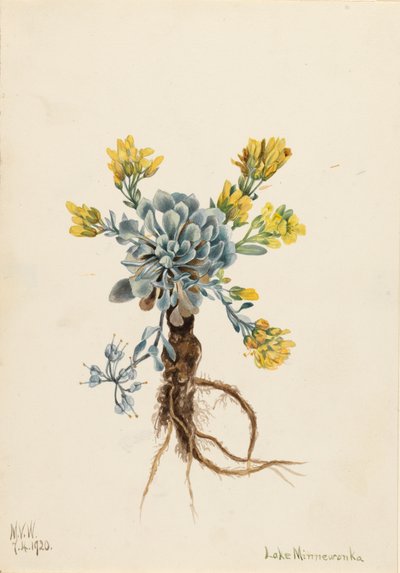ضعف Bladderpod Physaria didymocarpa ، 1920. بواسطة ماري فو والكوت
