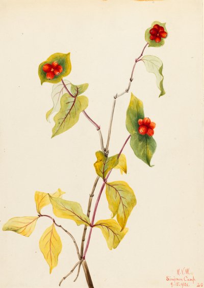 دوغلاس زهر العسل (Lonicera glaucescens) بواسطة ماري فو والكوت