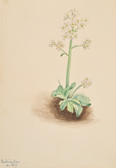 أوائل Saxifrage Saxifraga virginiensis ، 1917. بواسطة ماري فو والكوت