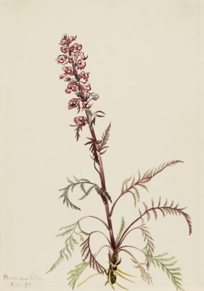 رأس الفيل (Pedicularis groenlandica) بواسطة ماري فو والكوت