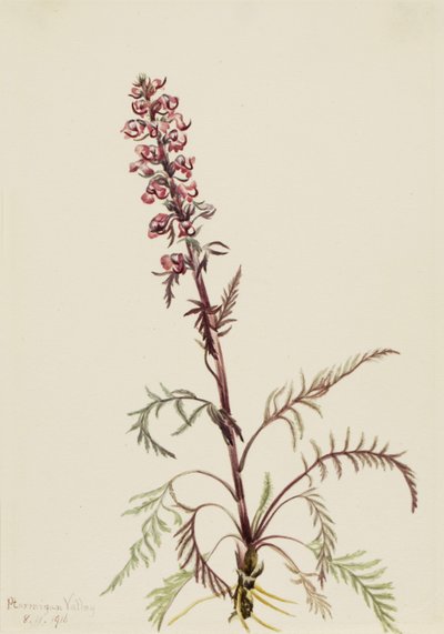 الفيل Pedicularis groenlandica ، 1916. بواسطة ماري فو والكوت