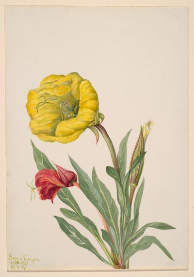 زهرة الربيع المسائية (Oenothera howardi) بواسطة ماري فو والكوت