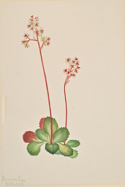 دائم الخضرة Saxifrage Leptarrhena pyrolifolia ، 1917. بواسطة ماري فو والكوت