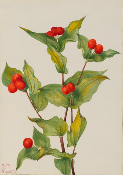 الجنية أجراس Disporum هوكيري ، 1933. بواسطة ماري فو والكوت
