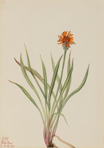 الهندباء الكاذبة Agoseris aurantiaca ، 1921. بواسطة ماري فو والكوت