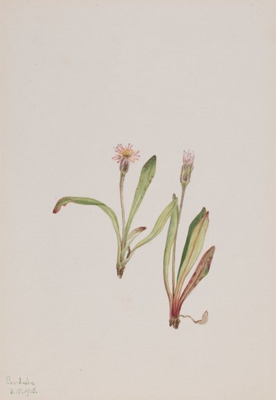 الهندباء الكاذبة Agoseris carnea ، 1918. بواسطة ماري فو والكوت