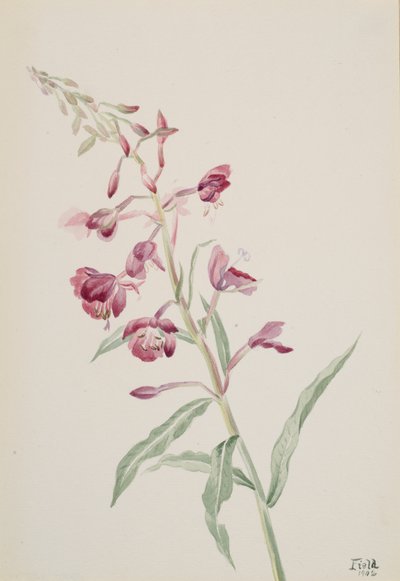 فايرويد Epilobium angustifolium ، 1902. بواسطة ماري فو والكوت