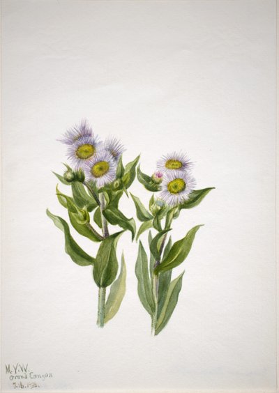 Fleabane (Erigeron macranthus) بواسطة ماري فو والكوت