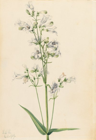 Foxglove Pentstemon Pentstemon digitalis ، 1919. بواسطة ماري فو والكوت