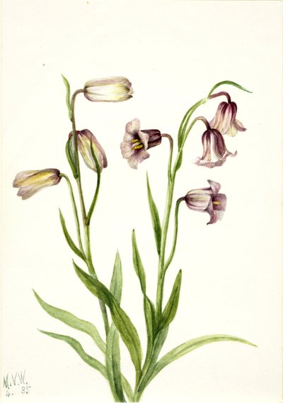 Fritillary Fritillaria biflora ، 1935. بواسطة ماري فو والكوت