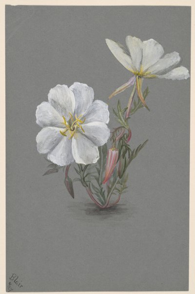 العملاق Helleborine Epipactia gigantea ، كاليفورنيا. 1880. بواسطة ماري فو والكوت