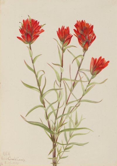 فرشاة الرسم الحمراء العملاقة Castilleja miniata ، 1921. بواسطة ماري فو والكوت