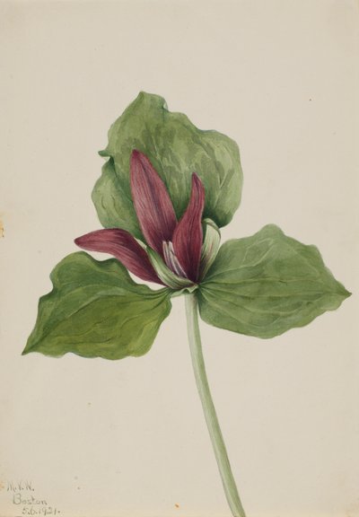 Trillium Trillium chloropetalum العملاق ، 1921. بواسطة ماري فو والكوت
