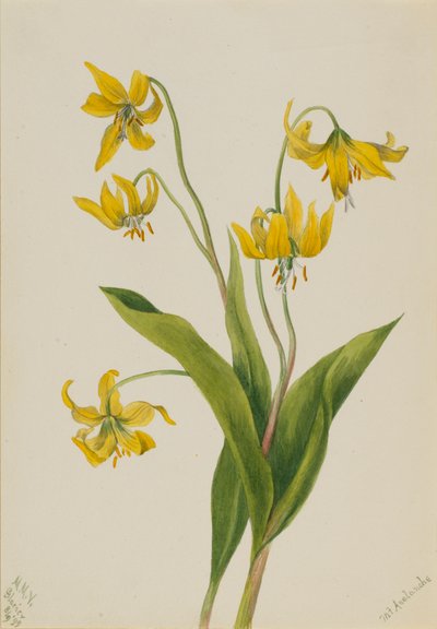 Glacierlily Erythronium grandiflorum ، 1899. بواسطة ماري فو والكوت