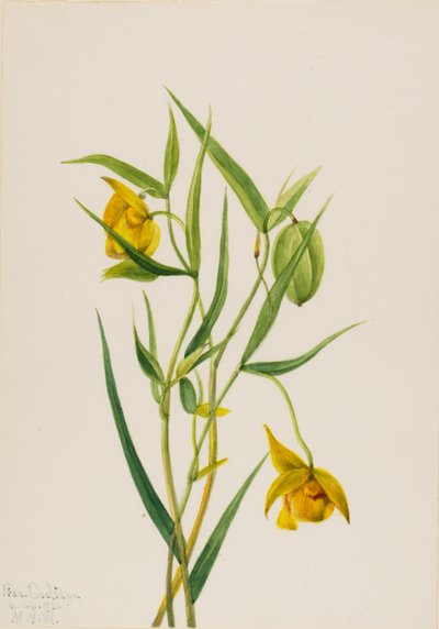 Golden Fairy Lantern Calochortus amabilis ، 1936. بواسطة ماري فو والكوت
