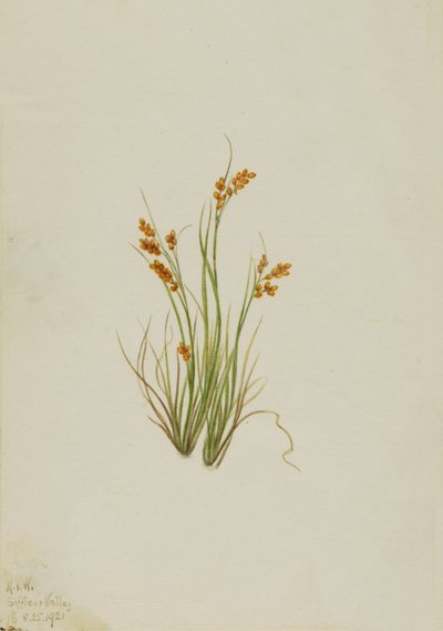Golden Sedge Carex aurea ، 1921. بواسطة ماري فو والكوت