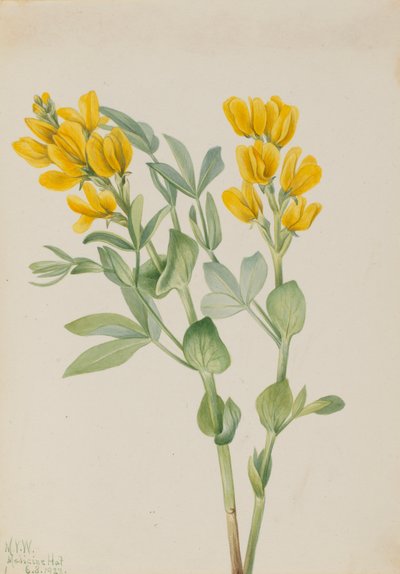 Goldenpea Thermopsis rhombifolia ، 1923. بواسطة ماري فو والكوت