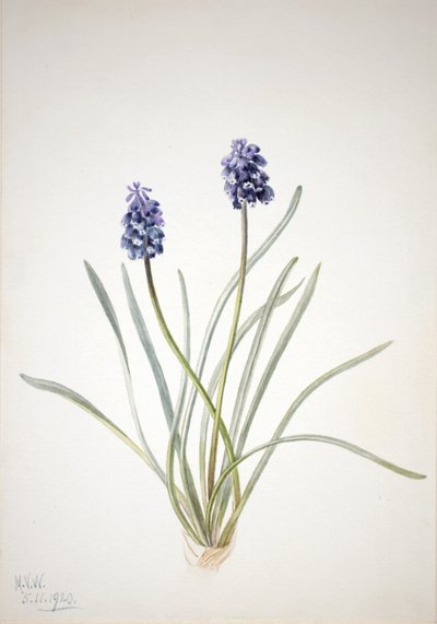 صفير العنب Muscari racemosum ، 1920. بواسطة ماري فو والكوت