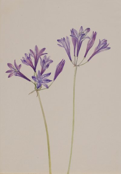 عشب البندق Brodiaea laxa ، 1933. بواسطة ماري فو والكوت