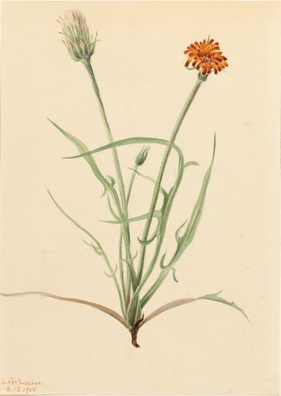 غراسليف Agoseris Agoseris graminifolia ، 1905. بواسطة ماري فو والكوت