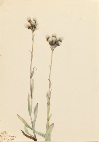 جراي Pussytoes Antennaria Howellii ، 1921. بواسطة ماري فو والكوت