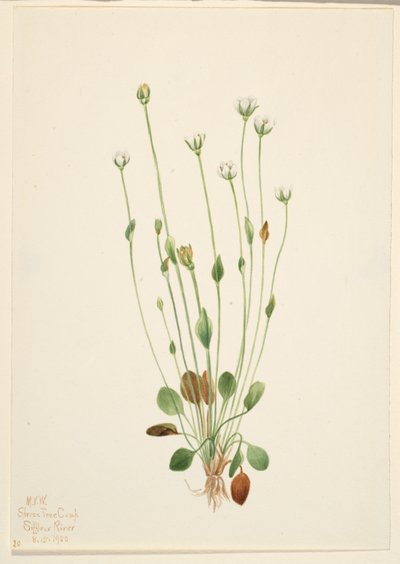 عشبة الرغوة الرمادية (Senecio canus) بواسطة ماري فو والكوت