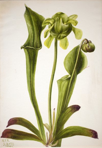 القارورة الخضراء Sarracenia orephila ، 1933. بواسطة ماري فو والكوت