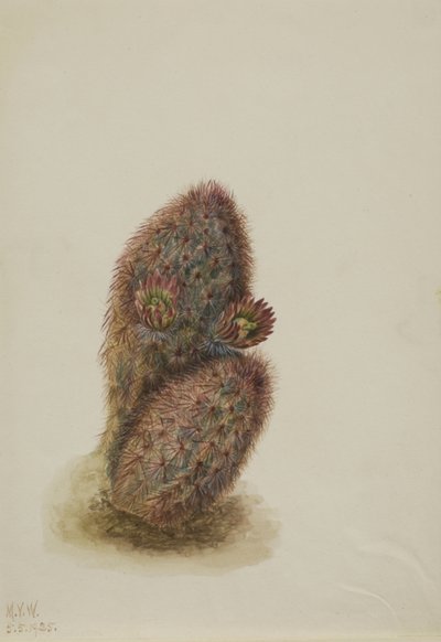 صبار الفراولة الخضراء Echinocereus viridisflorus ، 1925 بواسطة ماري فو والكوت