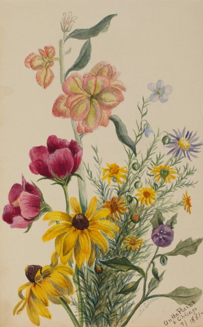 مجموعة الزهور ، 1881. بواسطة ماري فو والكوت