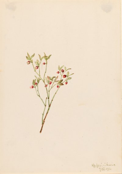 غروس Whortleberry Vaccinum scoparium ، 1916. بواسطة ماري فو والكوت