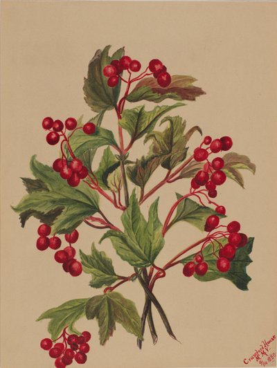 غروسبيري Viburnum americanum ، 1880. بواسطة ماري فو والكوت